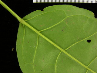 Tabebuia rosea, leaf bottom stem