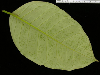 Vismia baccifera, leaf bottom
