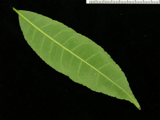 Zanthoxylum panamense, leaf bottom