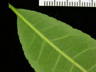 Zanthoxylum panamense, leaf bottom stem