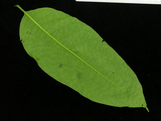 Aegiphila panamensis, leaf bottom