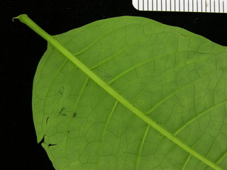 Aegiphila panamensis, leaf bottom stem