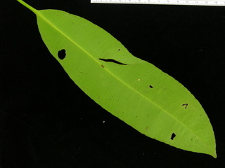 Aspidosperma spruceanum, leaf bottom
