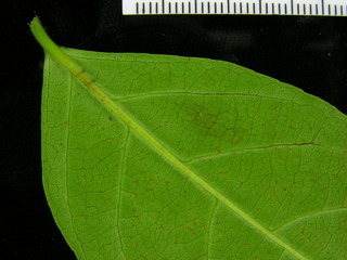 Casearia sylvestris, leaf bottom stem