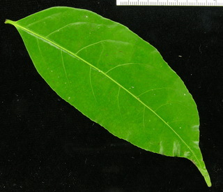 Casearia sylvestris, leaf top