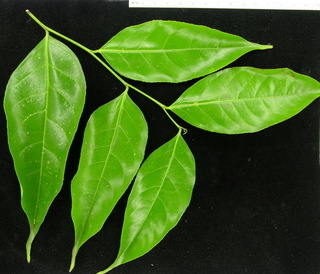 Casearia sylvestris, leaves