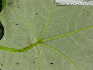 Cecropia insignis, leaf bottom stem
