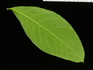Cestrum megalophyllum, leaf bottom