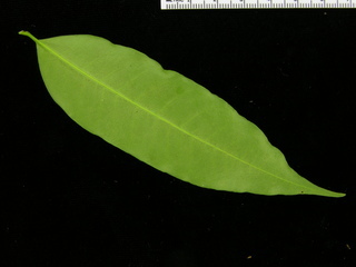 Lacmellea panamensis, leaf bottom
