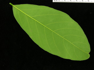 Lonchocarpus heptaphyllus, leaf bottom