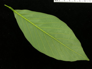 Lonchocarpus luteomaculatus, leaf bottom