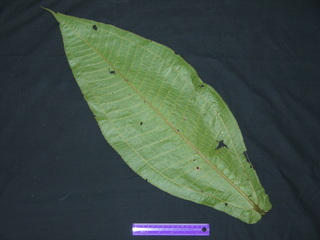 Miconia impetiolaris, leaf bottom