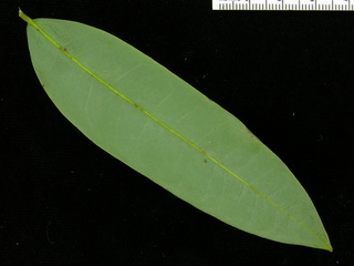 Mosannona garwoodii, leaf bottom