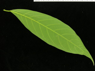 Nectandra lineata, leaf bottom