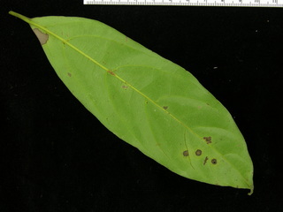 Ocotea oblonga, leaf bottom