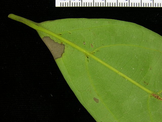 Ocotea oblonga, leaf bottom stem