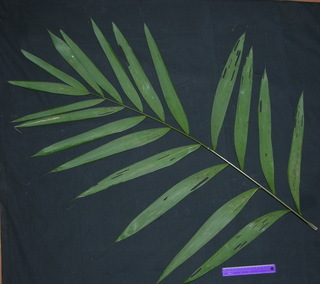 Oenocarpus mapora, leaf bottom