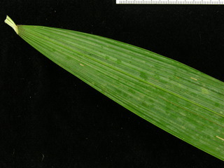 Oenocarpus mapora, leaf bottom stem