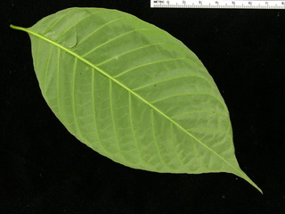 Psychotria acuminata, leaf bottom