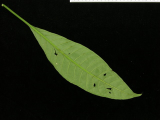 Psychotria tenuifolia, leaf bottom