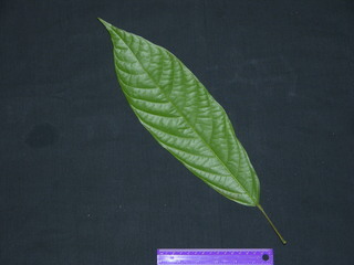 Theobroma cacao, leaf bottom
