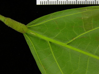 Theobroma cacao, leaf bottom stem