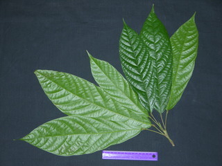 Theobroma cacao, leaves