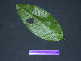 Triplaris cumingiana, leaf bottom