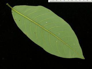 Annona spraguei, leaf bottom