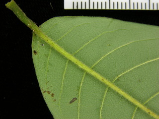 Annona spraguei, leaf bottom stem