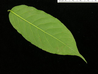 Casearia arborea, leaf bottom