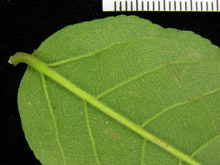 Casearia arborea, leaf bottom stem