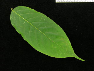 Casearia arborea, leaf top