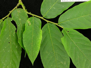 Casearia arborea, leaves