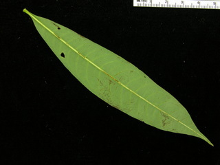 Ceiba pentandra, leaf bottom