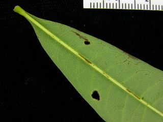 Ceiba pentandra, leaf bottom stem