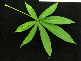 Ceiba pentandra, leaf top