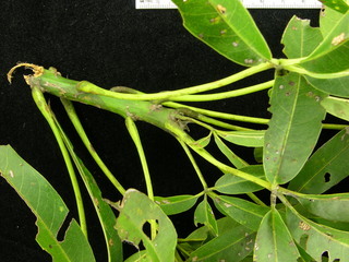 Ceiba pentandra, leaves