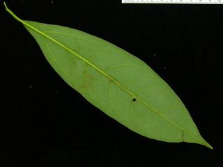Cinnamomum triplinerve, leaf bottom