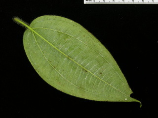 Clidemia dentata, leaf bottom