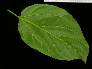 Colubrina glandulosa, leaf bottom