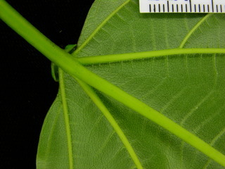 Colubrina glandulosa, leaf bottom stem