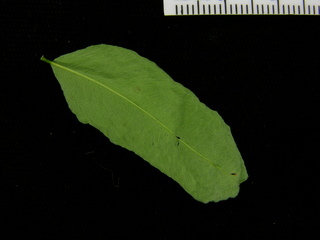 Enterolobium schomburgkii, leaf bottom
