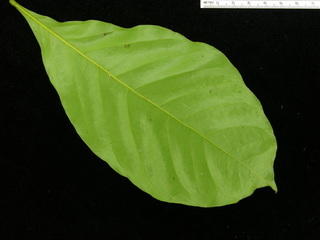 Inga punctata, leaf bottom