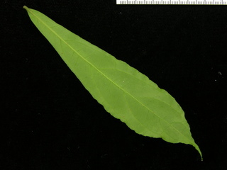 Lycianthes maxonii, leaf bottom