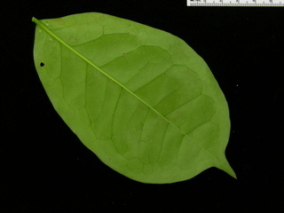 Malpighia romeroana, leaf bottom
