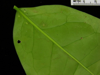 Malpighia romeroana, leaf bottom stem