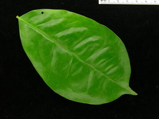 Malpighia romeroana, leaf top
