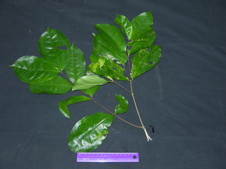 Malpighia romeroana, leaves