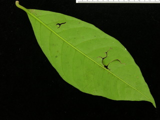 Neea amplifolia, leaf bottom